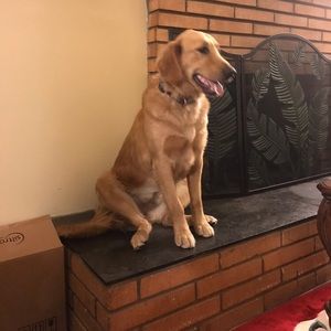 Meet your Posher, Seila